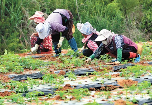 잡초뽑는농민들_동아일보.jpg