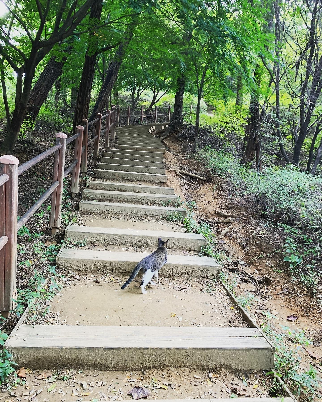 토토 바카라