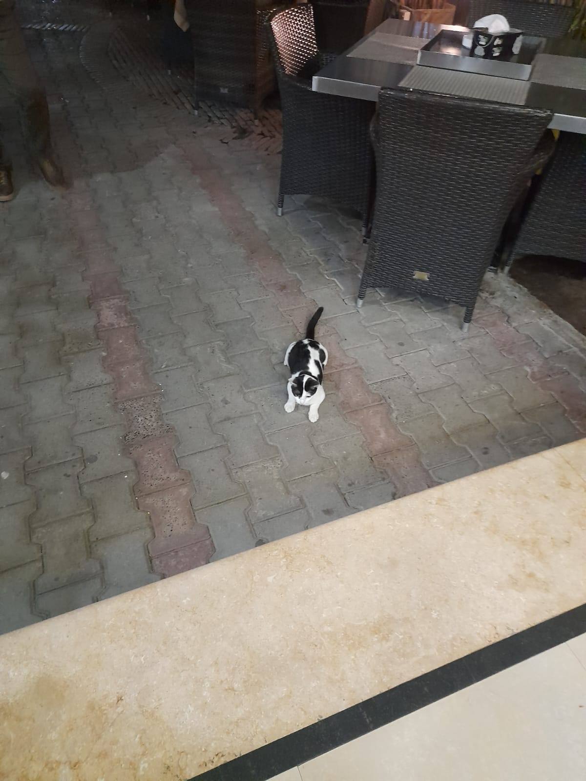 코사르마켓 고양이.jpg