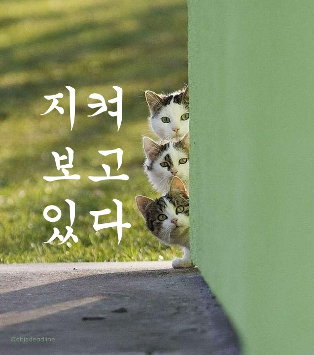 지켜보고있다.jpg