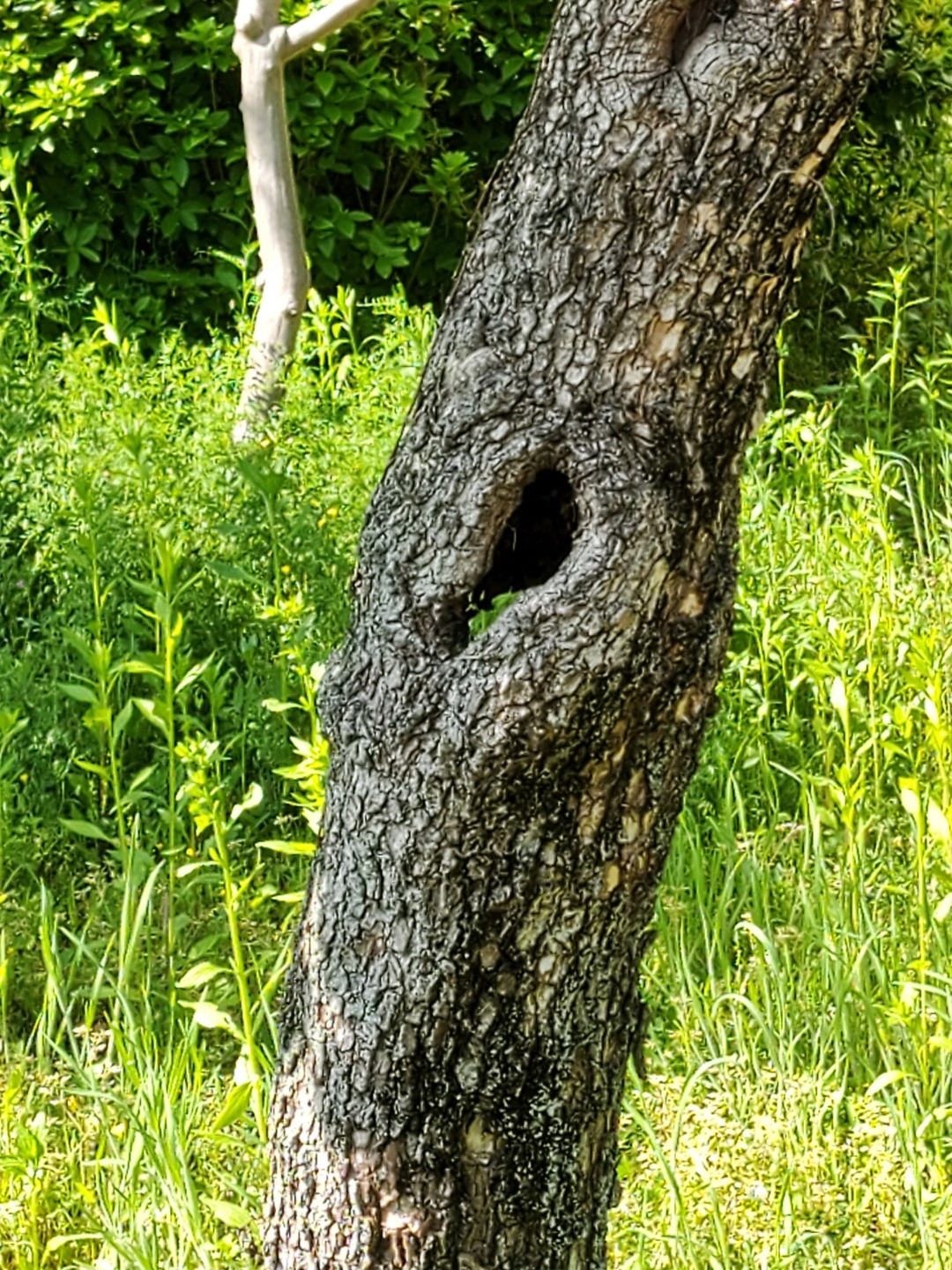 20210513한반도문학개표시선집 표지.jpg