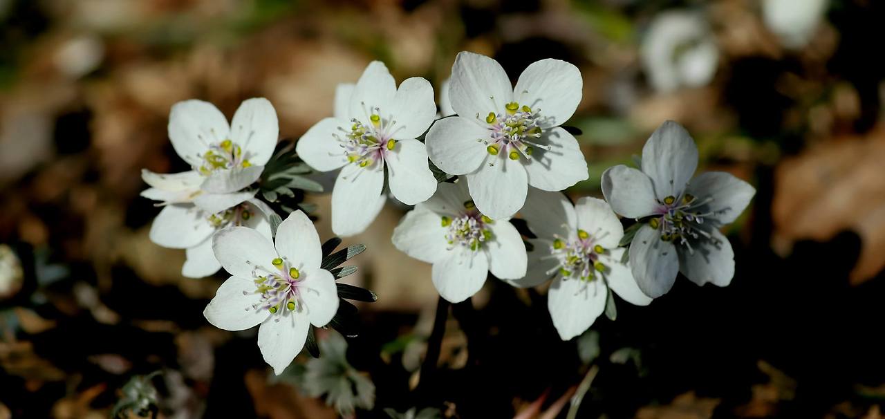 윤권식 봄꽃 변산 바람꽃 2.jpg