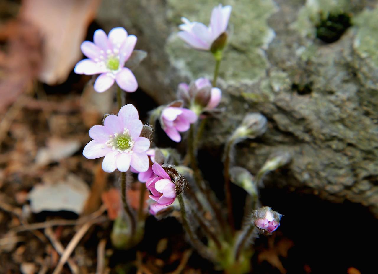 윤권식 봄꽃 노루귀 수리산.jpg