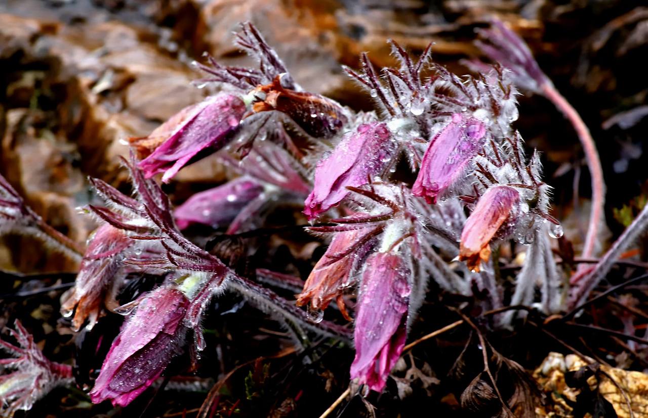 윤권식 봄꽃 동강 할미꽃.jpg