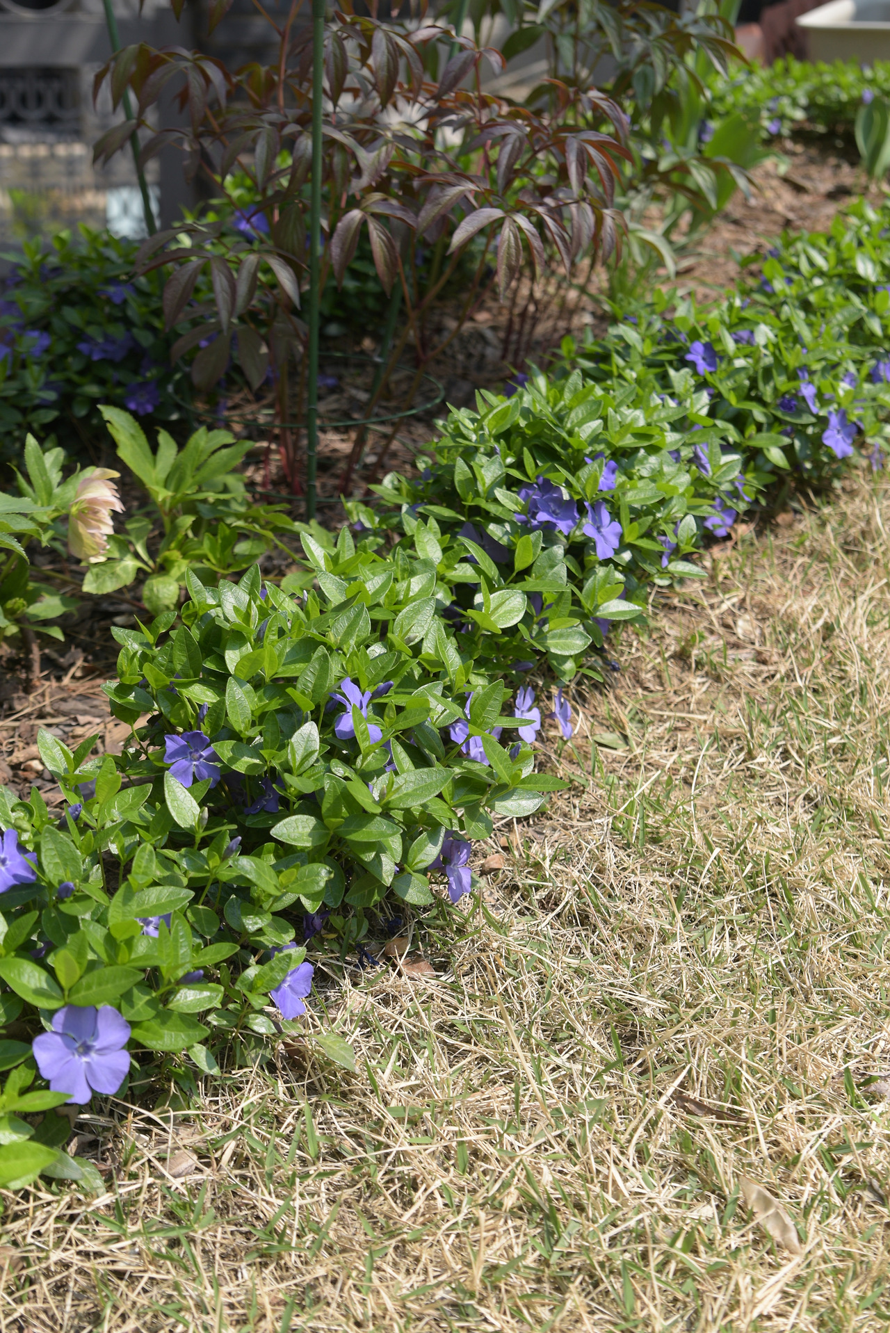 빈카 그림 조정.jpg