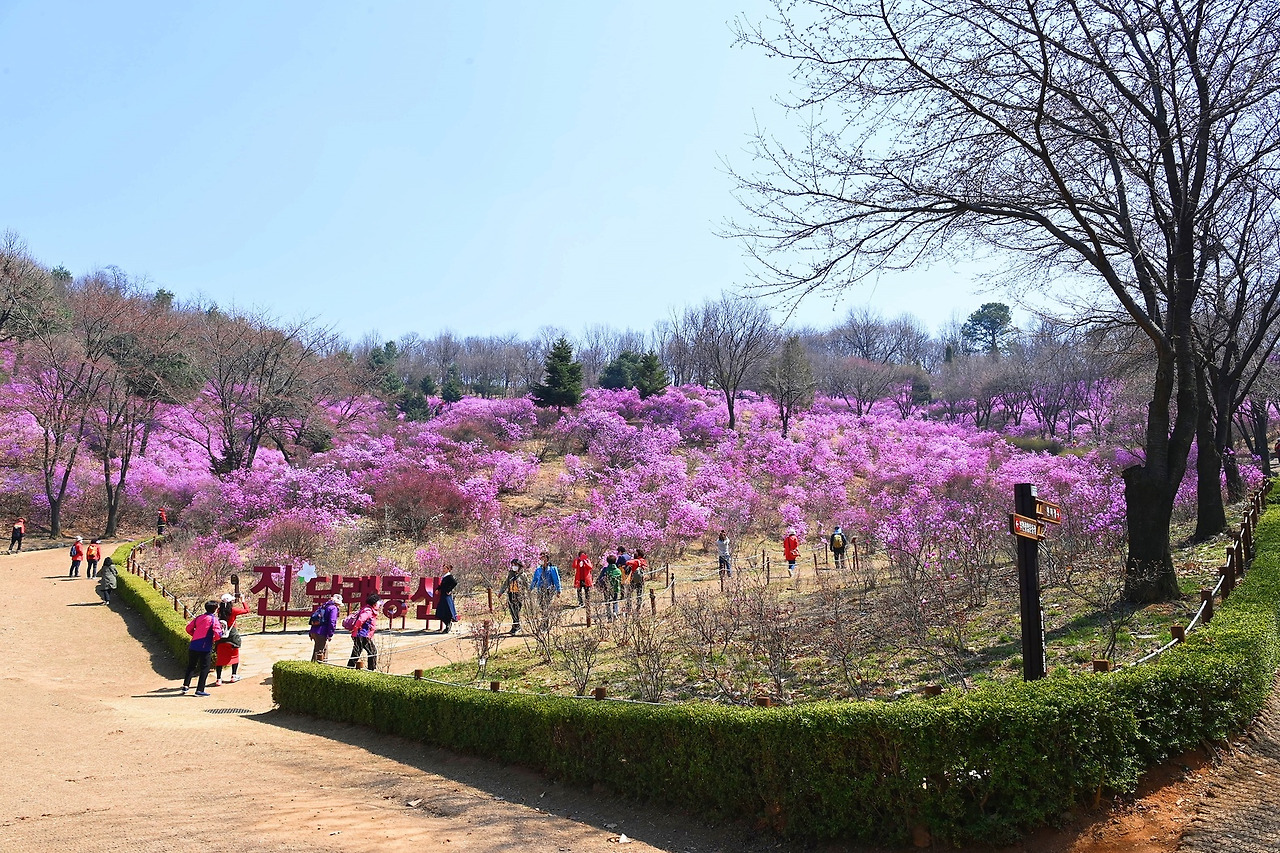 진달래동산.jpg