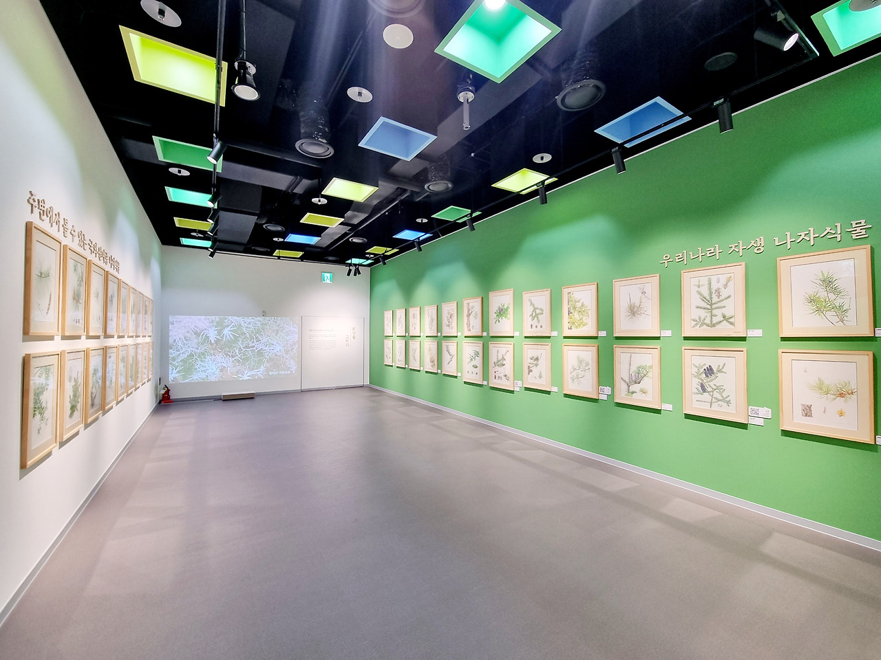 나자식물 그리고, 그리다.jpg