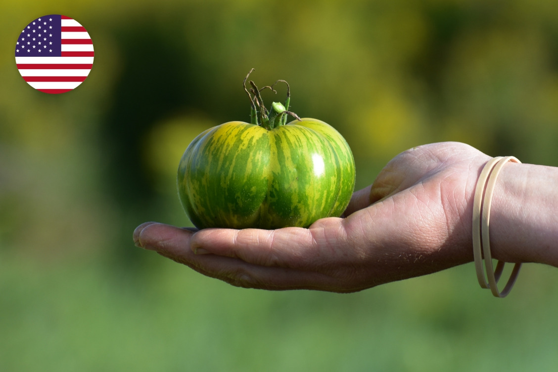 그린 지브라.jpg