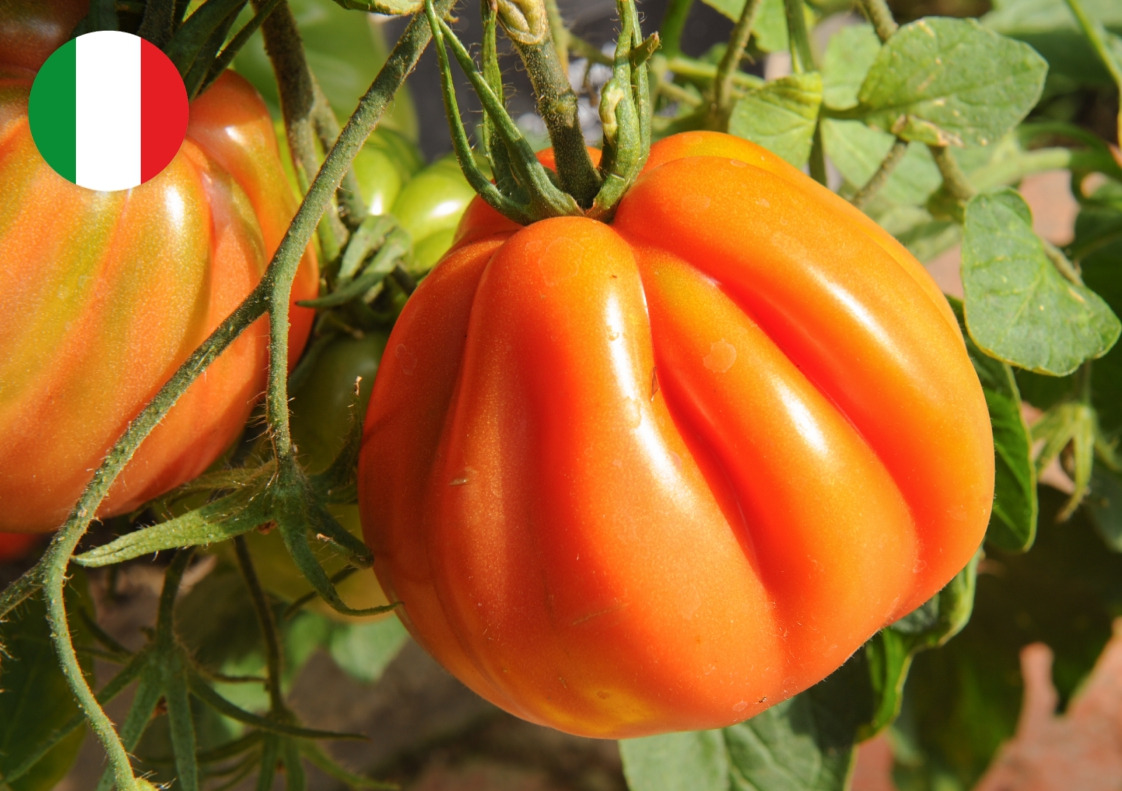 꾸오레 디 부에.jpg