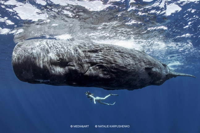 나탈리 카르푸셴코  모든 아름다움의 발견     미디어앤아트  1.jpg