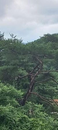 20240630-홍천에서 한달살기-3.jpg