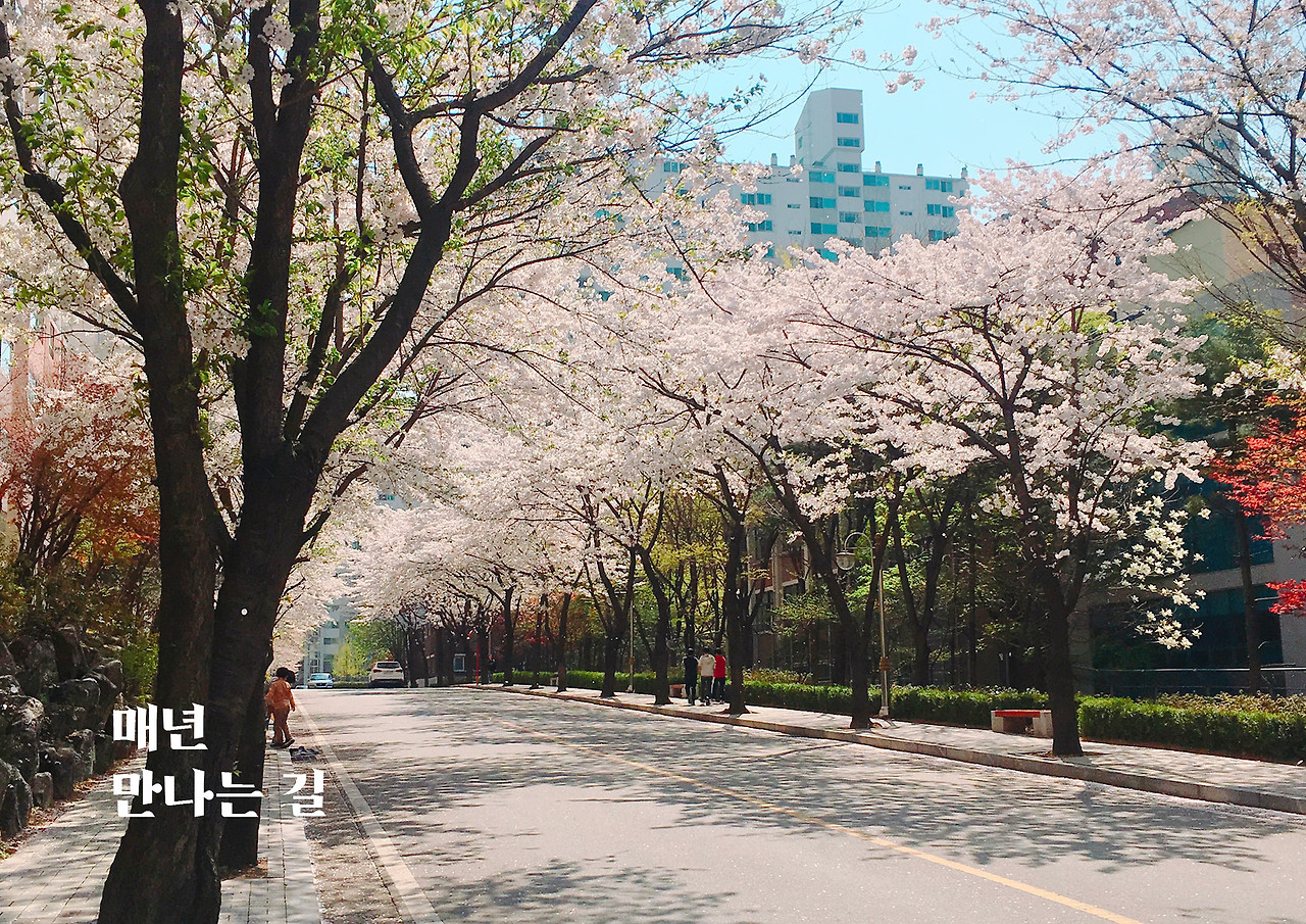 02_벚꽃길_6.jpg