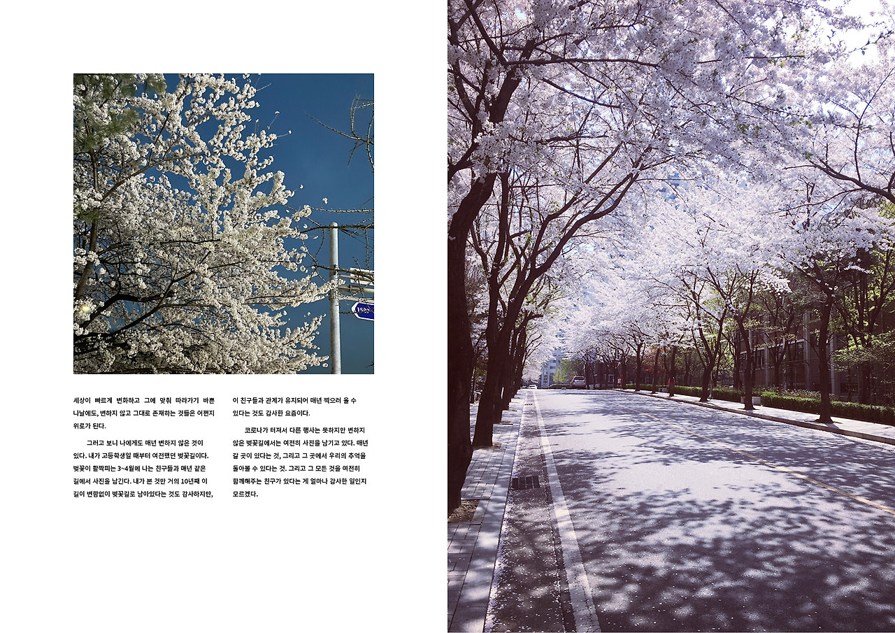 02_벚꽃길_7.jpg