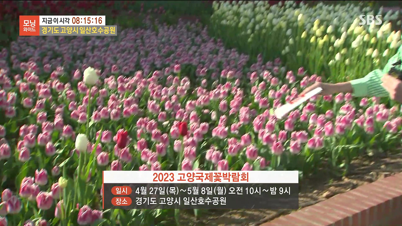 230428_모닝와이드 3부_고양국제꽃박람회.mp4_20230512_160015.173.jpg