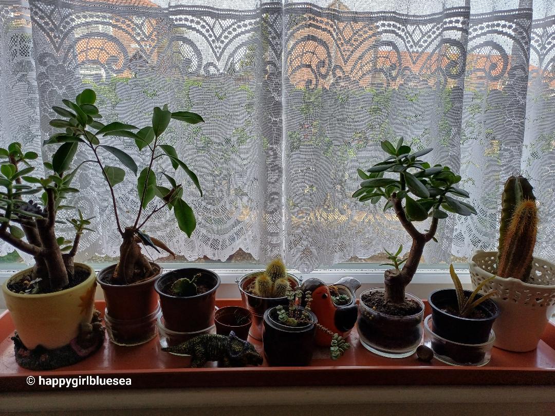 그녀를 닮은 창문가에 있는 미니처정원.jpg