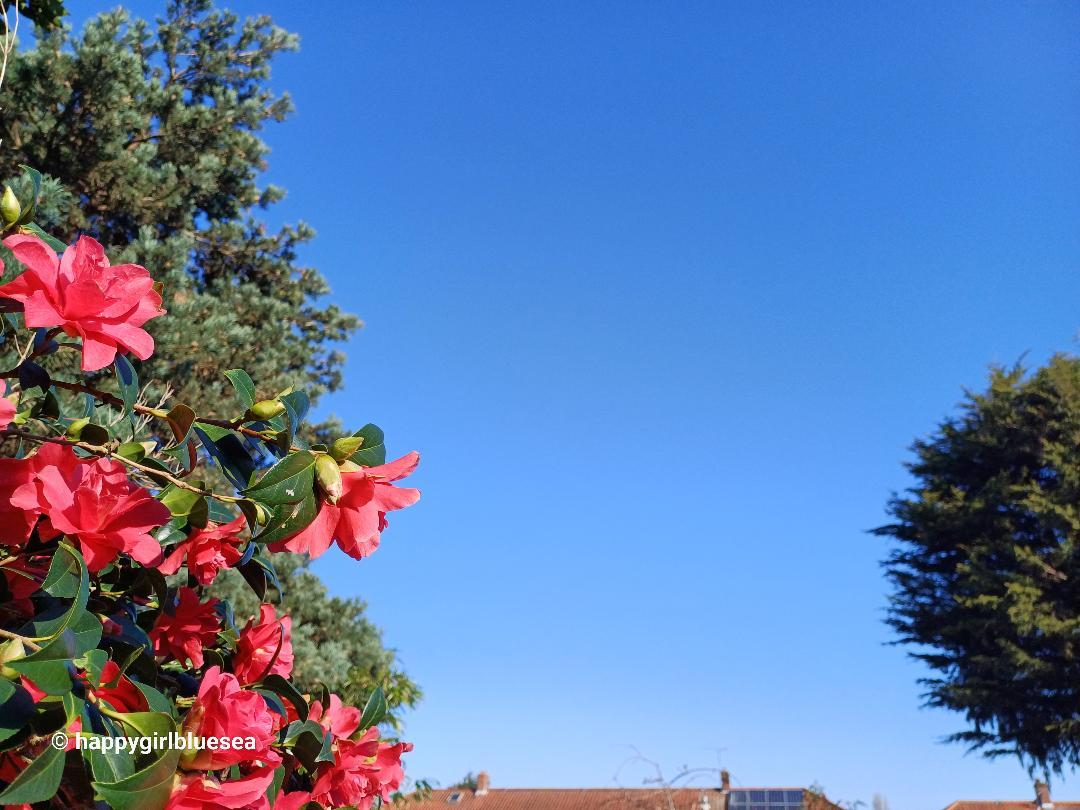 파란하늘아래동백꽃그리고햇.jpg