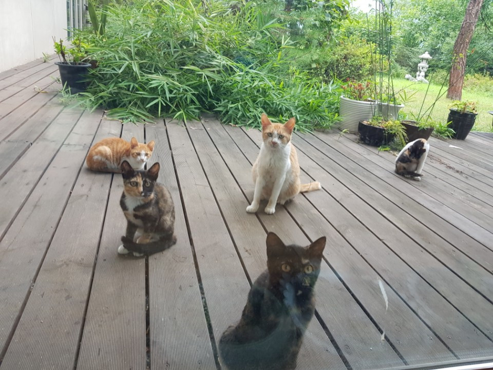 다양한 고양이.jpg