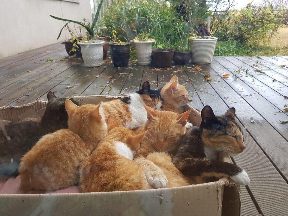 쉬고있는 고양이들.jpg