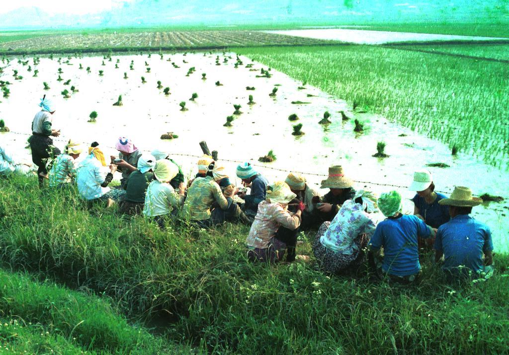 408.+1981년+모내기+중+새참+먹는+모습+(2).jpg.middle.jpg