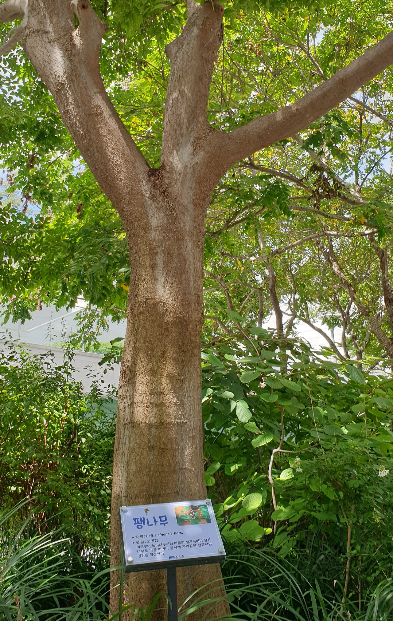 팽나무7.jpg