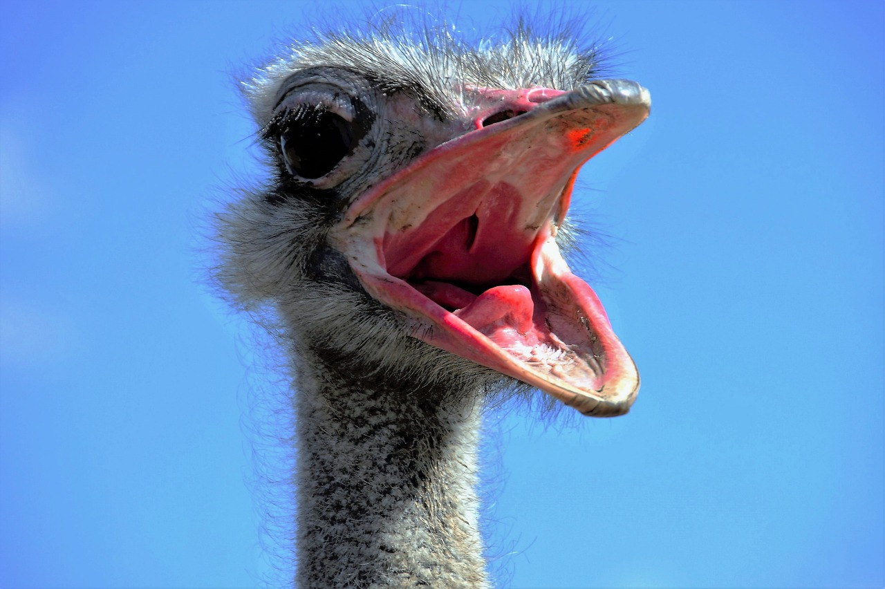 ostrich-1658267_1280.jpg