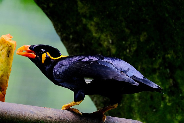 myna-7134315_640.jpg