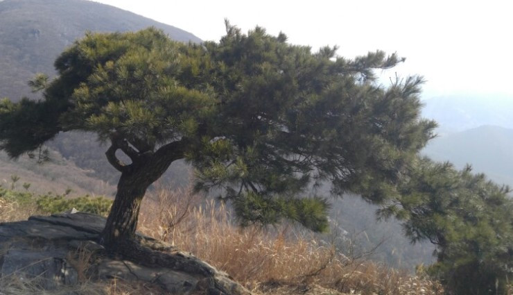 용추봉 소나무.jpg