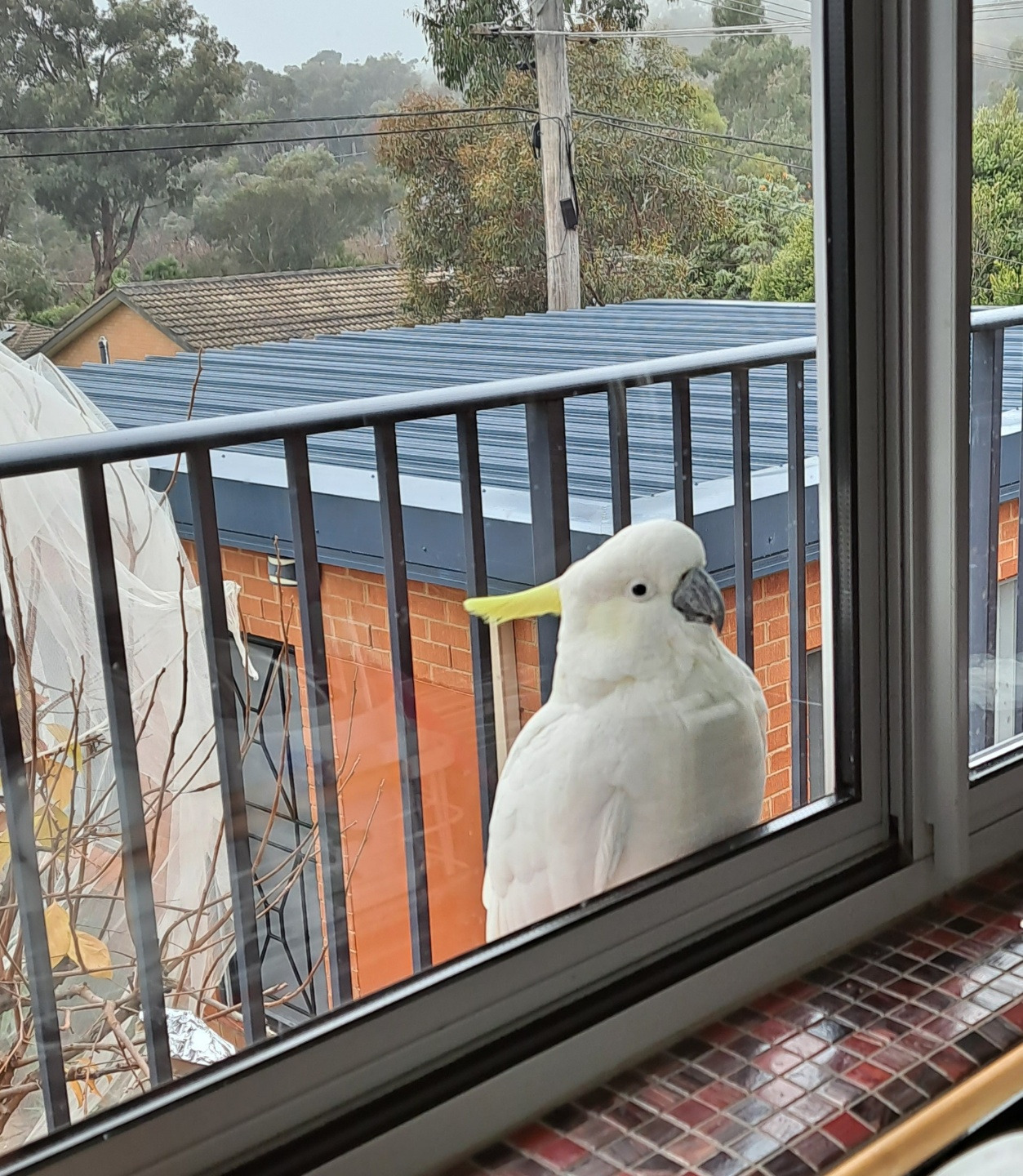 굿모닝 코카투.jpg