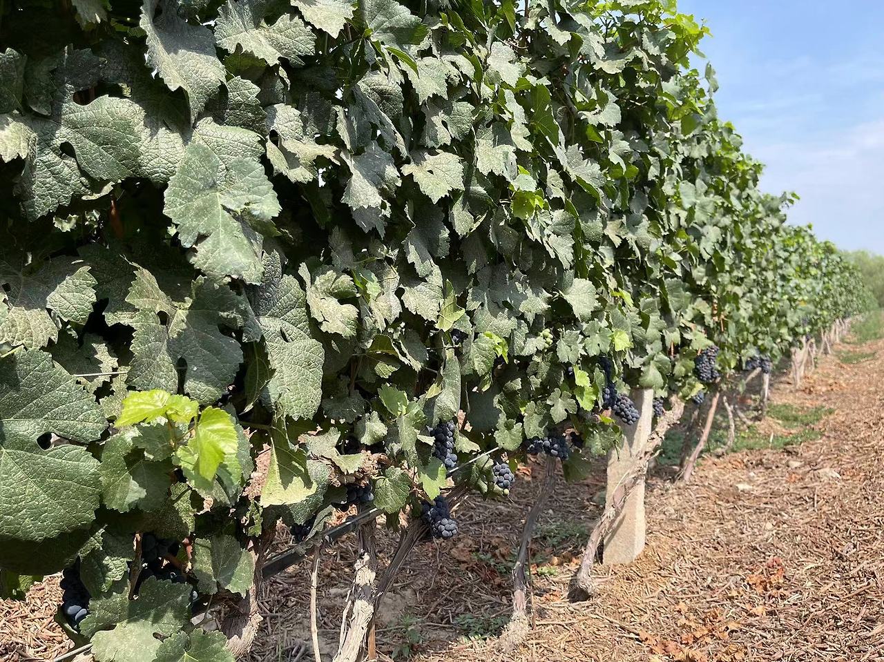 Weixin Image_20240804185634.jpg