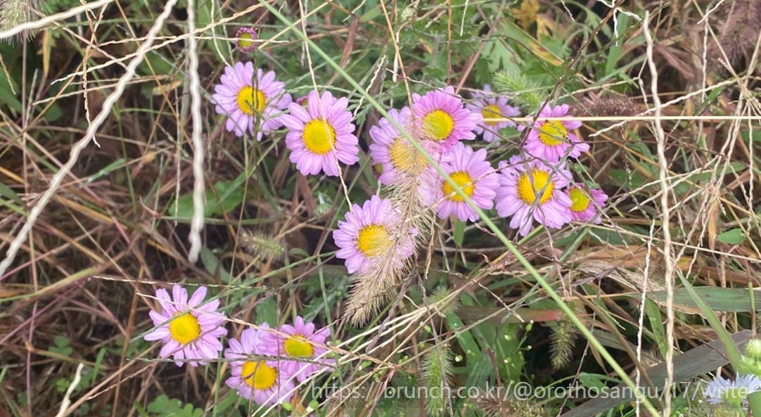 17 개미취_호산구씨.jpg