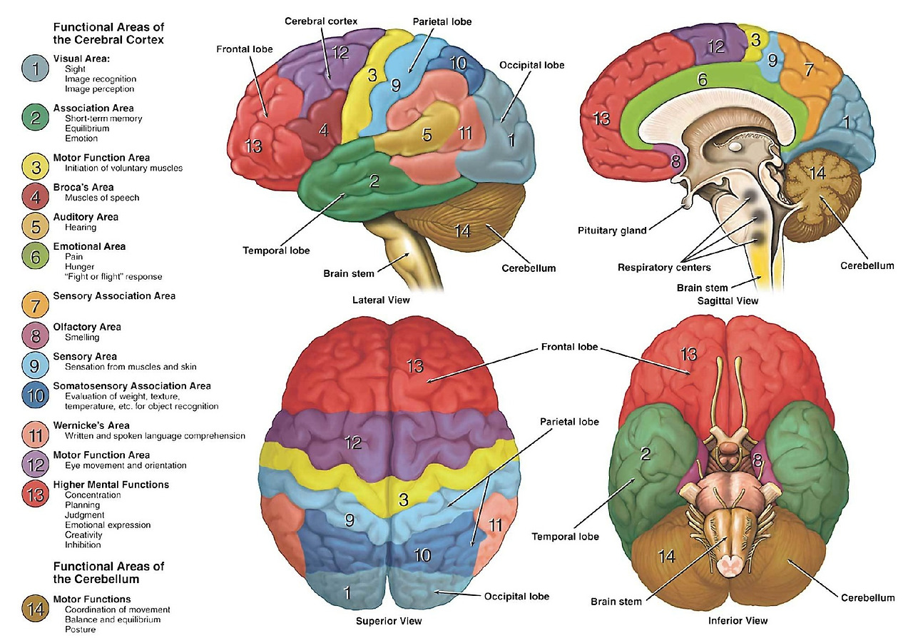anatomy-function-brain-areas-basics-large.jpg