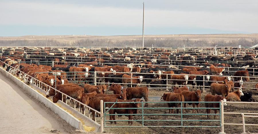 cattle-feedlot-jim-west.jpg