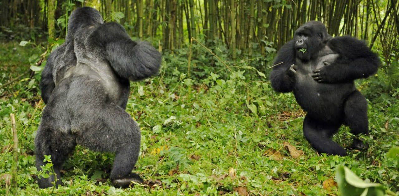 silverbacks-fighting.jpg