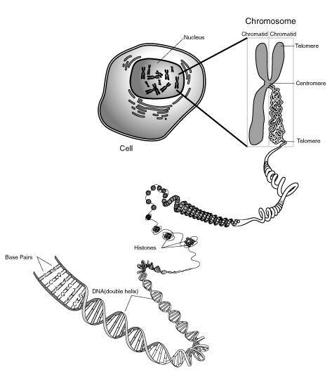 xdiagram-of-chromosome-structure-473-552-28.jpg.pagespeed.ic.FjxQr8LwJy.jpg