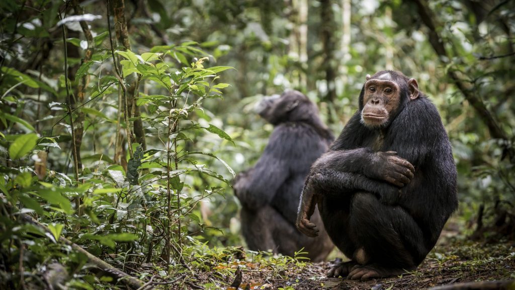 Why-Chimpanzees-Are-Endangered-and-What-We-Can-Do-1024x576.jpg