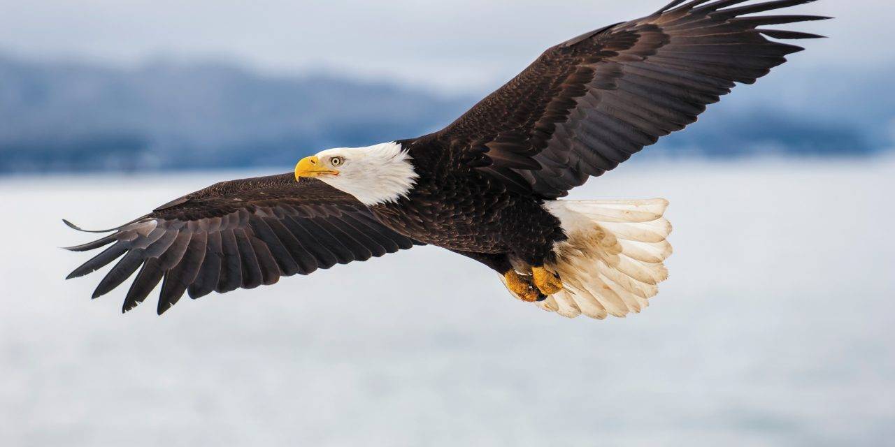 Eagle-1280x640.jpg