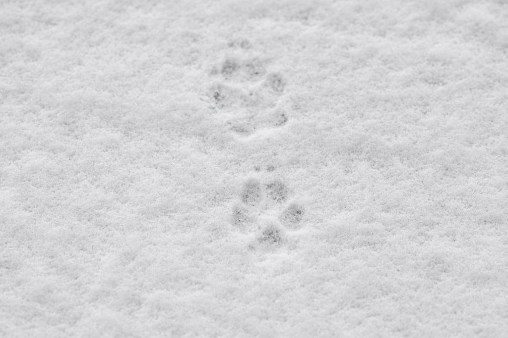 Doodle-dog-paw-print-in-snow-1024x683.jpg