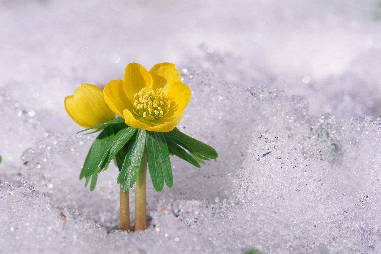 winter-aconite-in-snow-high-res-stock-photography-1567785940.jpg