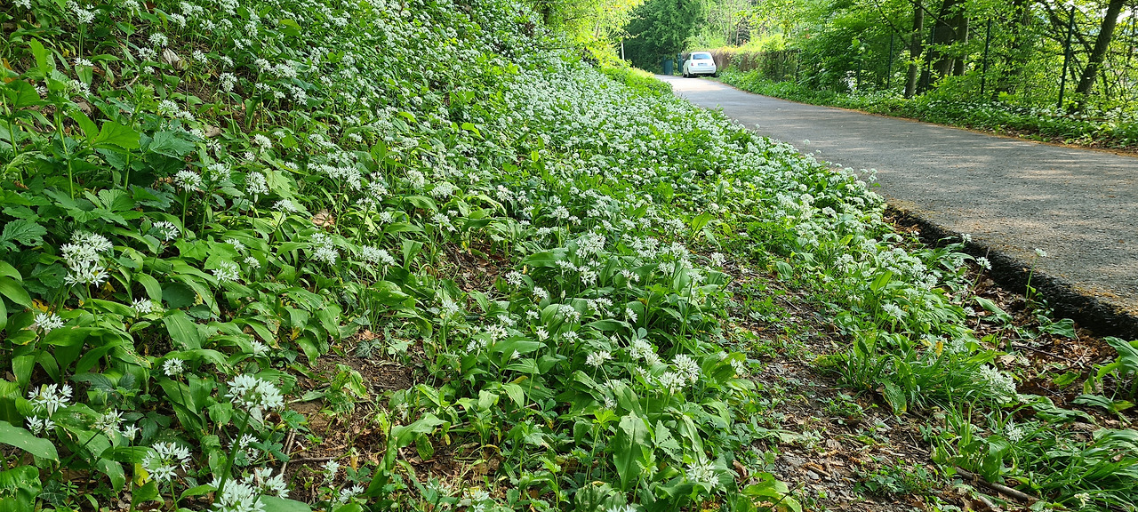 명이나물 꽃3.jpg