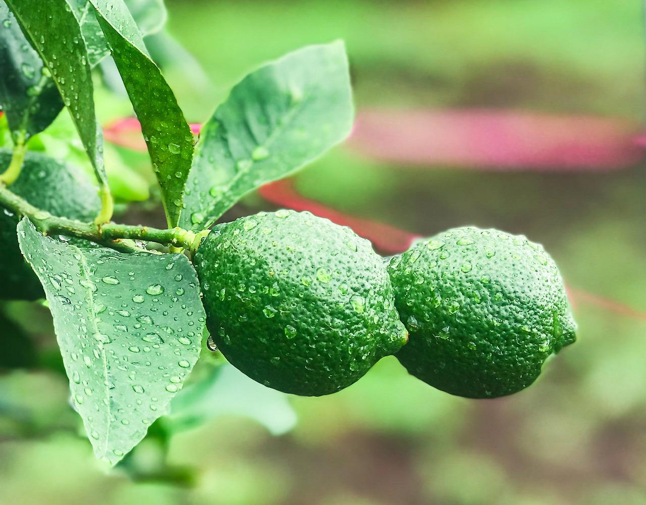 51233_1637912940 (1).jpg