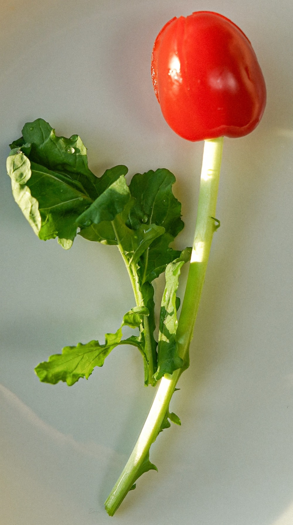 resize_Tomato tulips00001.jpg