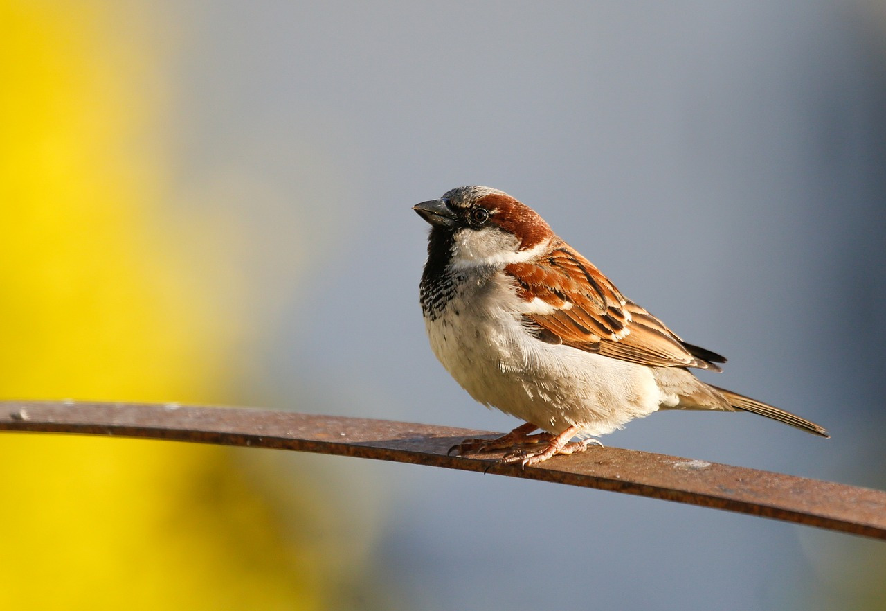 sparrow-gdcf3db2bc_1280.jpg