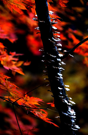 Re-exposure of DSC_1818.jpg