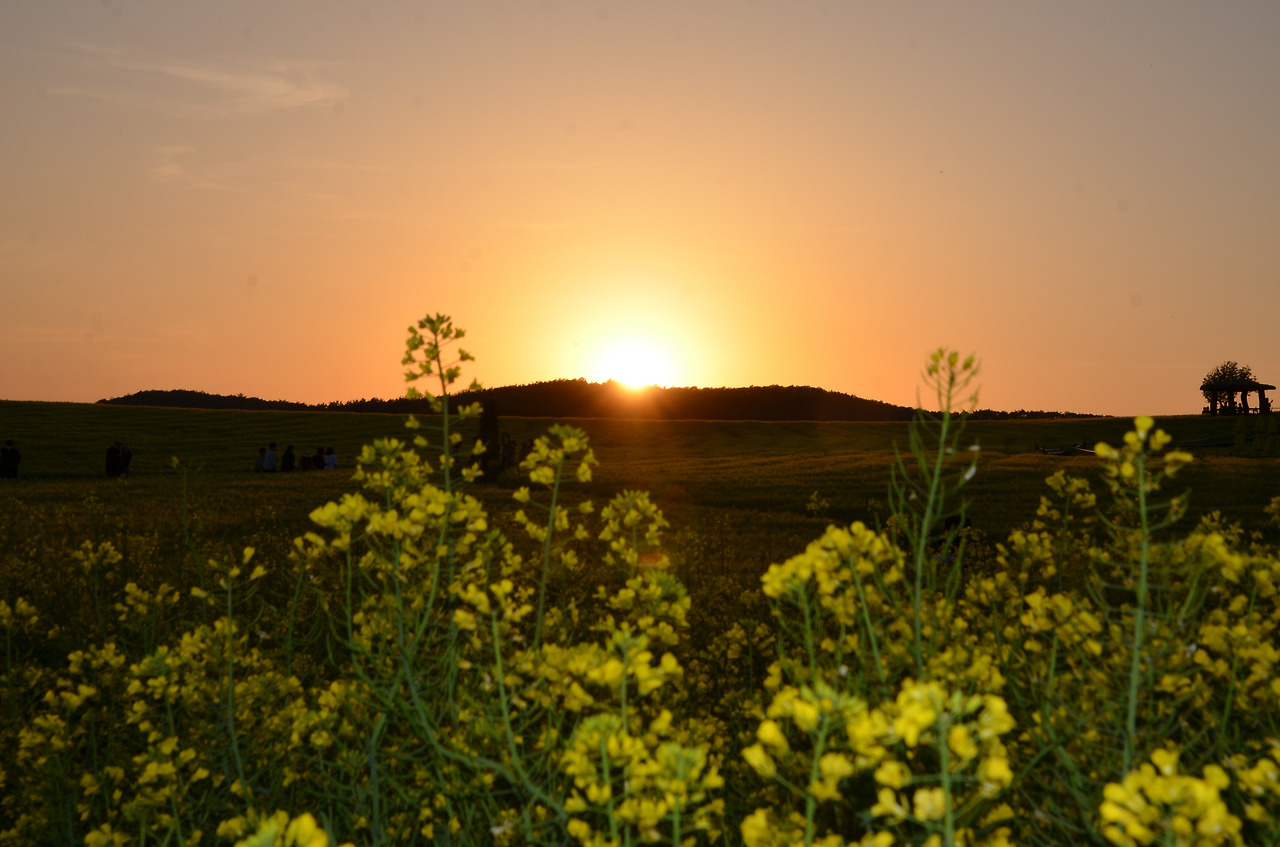 유채꽃.jpg