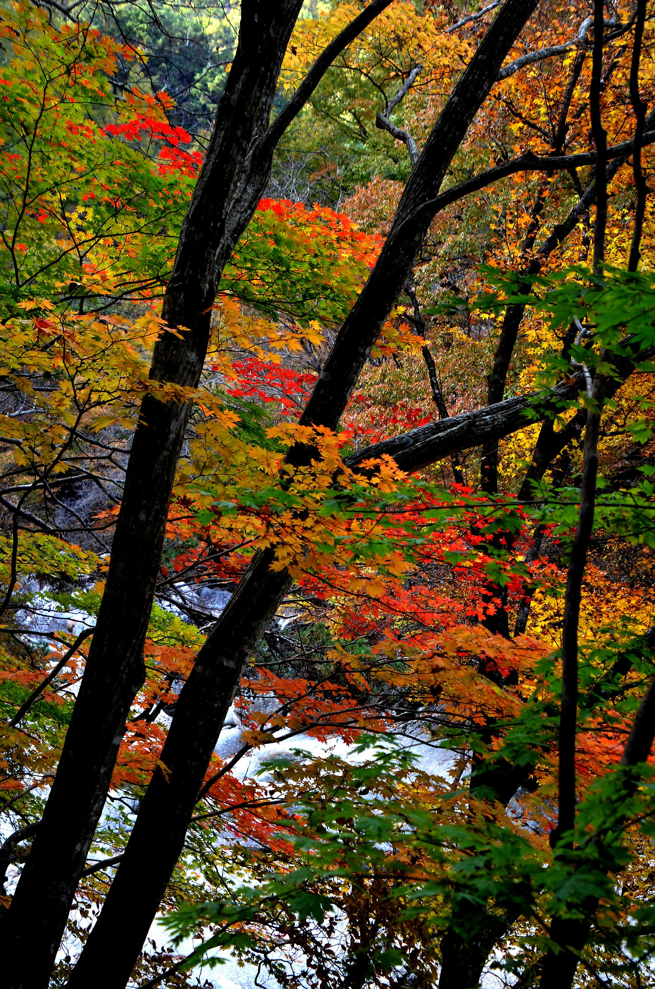 가을- 그 기쁨.jpg