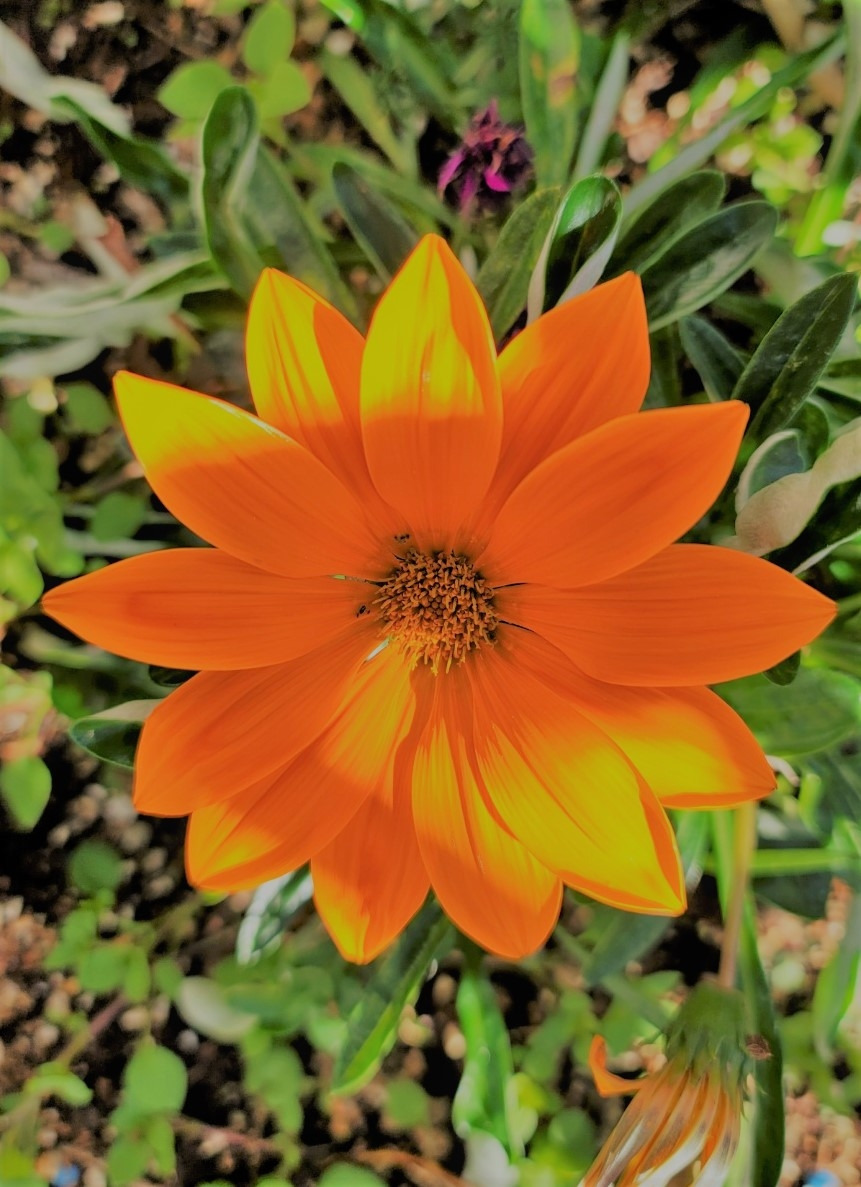 가을에 다시핀 꽃 (2)-1105.jpg