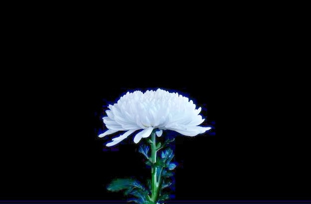 white-chrysanthemum-flower-isolated-black-background_154565-58.jpg