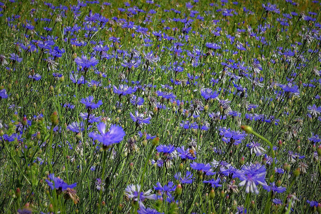 field-of-cornflowers-3424648_1920.jpg