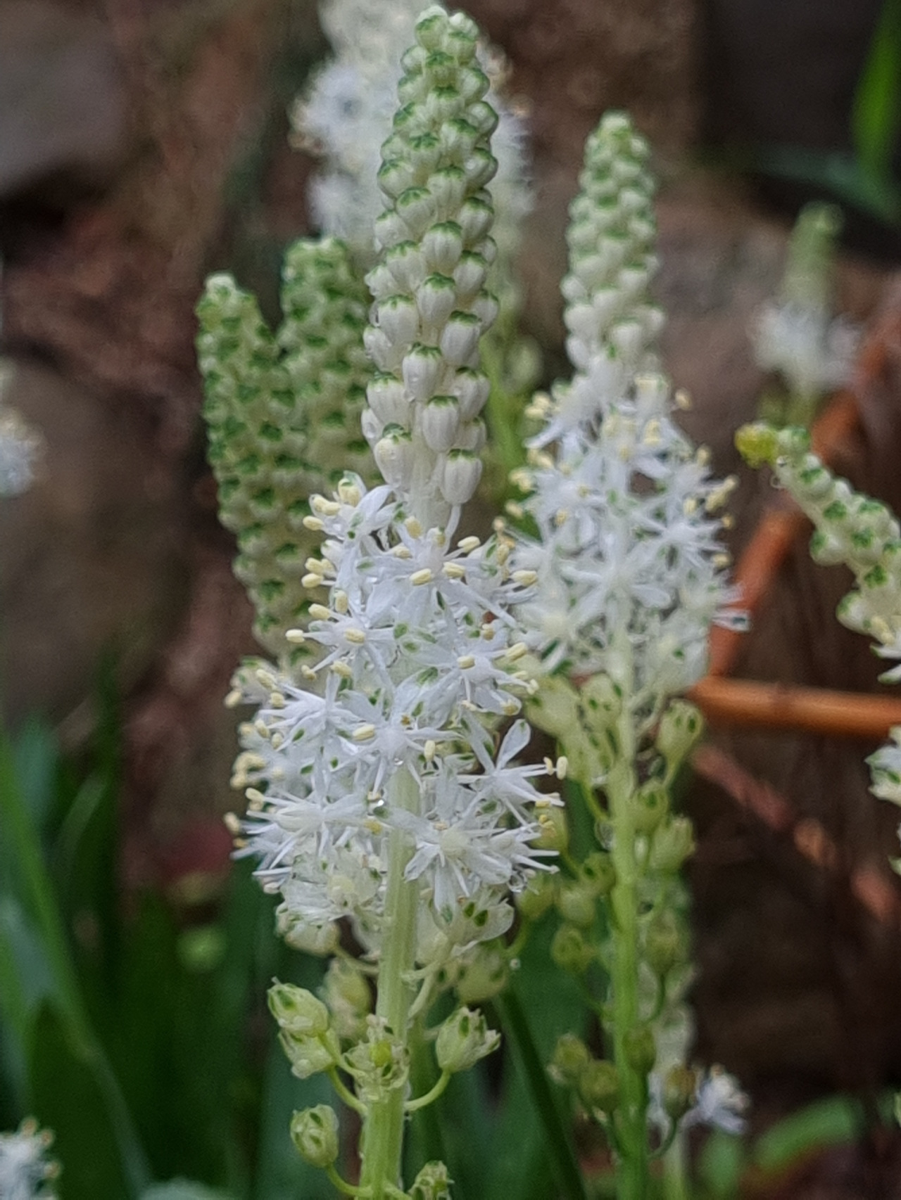 e91e455a549791aae4b760b1332640e09ec1c739 흰무릇.jpg