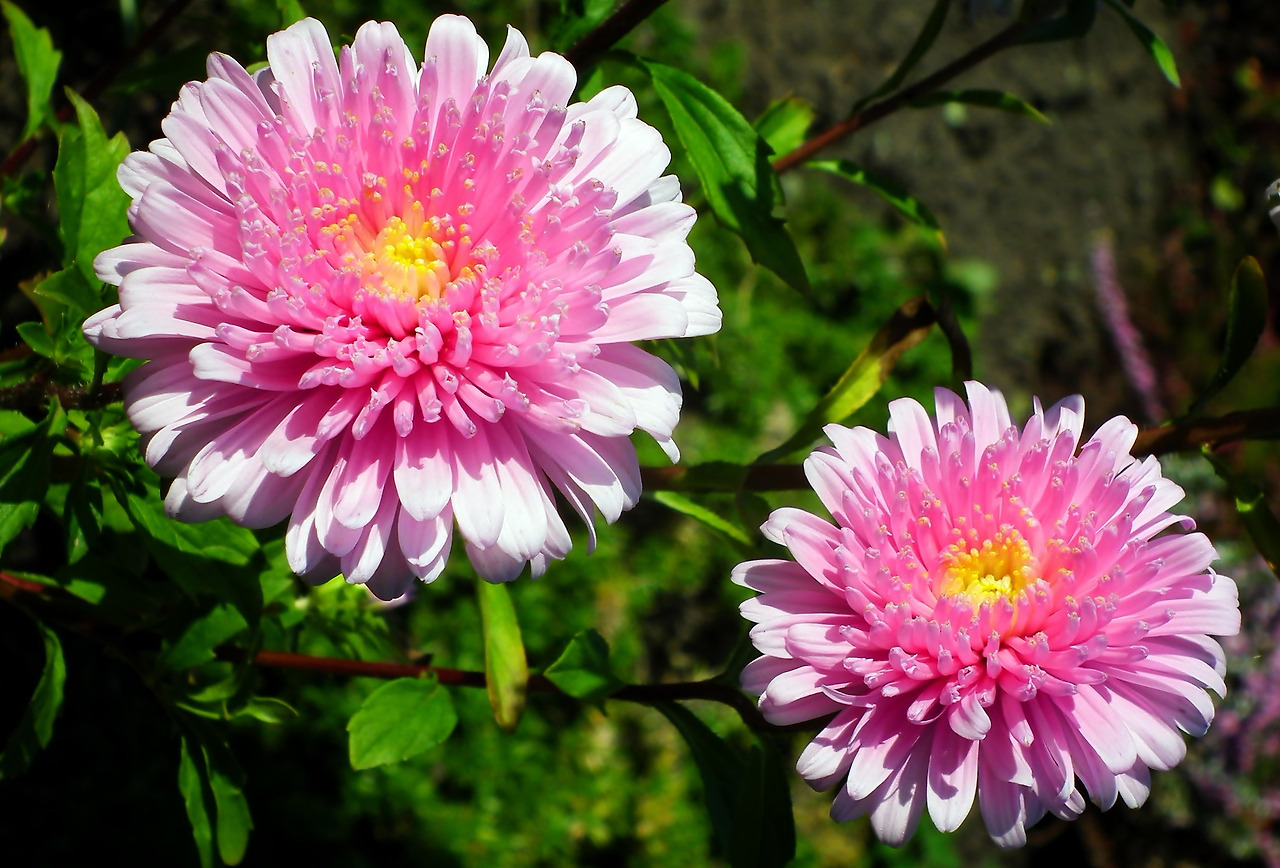asters-4372853_1920.jpg
